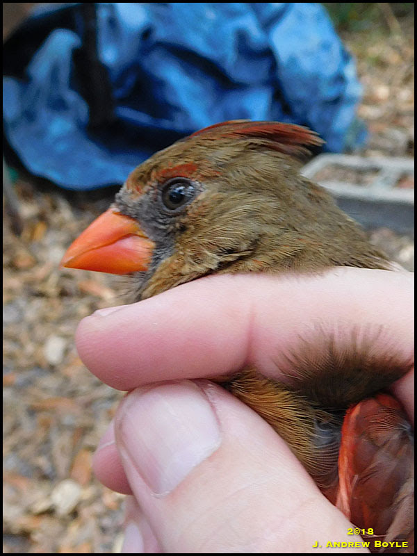 Northern Cardinal Northern Cardinal