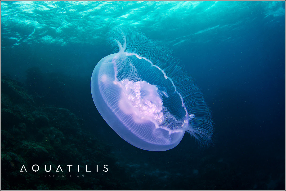Aquatilis Expedition