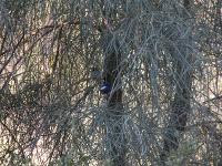 Free Image Hosting at www.ImageShack.us