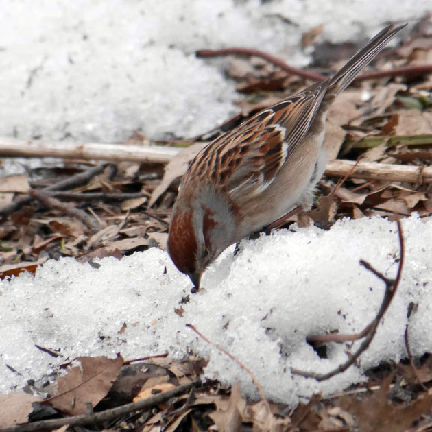 Ed Gaillard: recent &emdash; American Tree Sparrow, Evodia, Central Park
