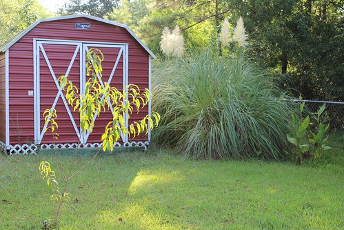 Peach Tree & Shed