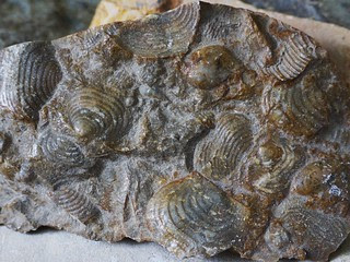 Brachiopod Slab