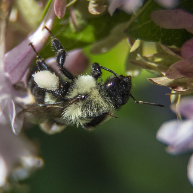 Bumble Bee