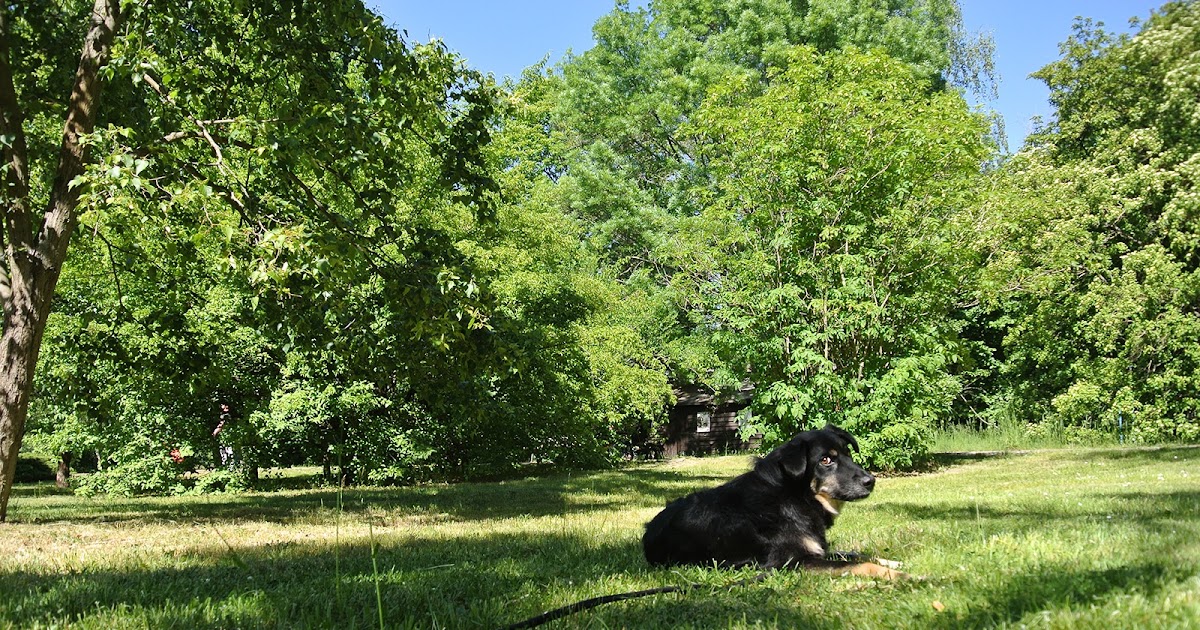 35+ Best Bild Botanischer Garten Berlin Pankow