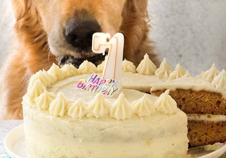 Dog Tuna Birthday Cake Recipe