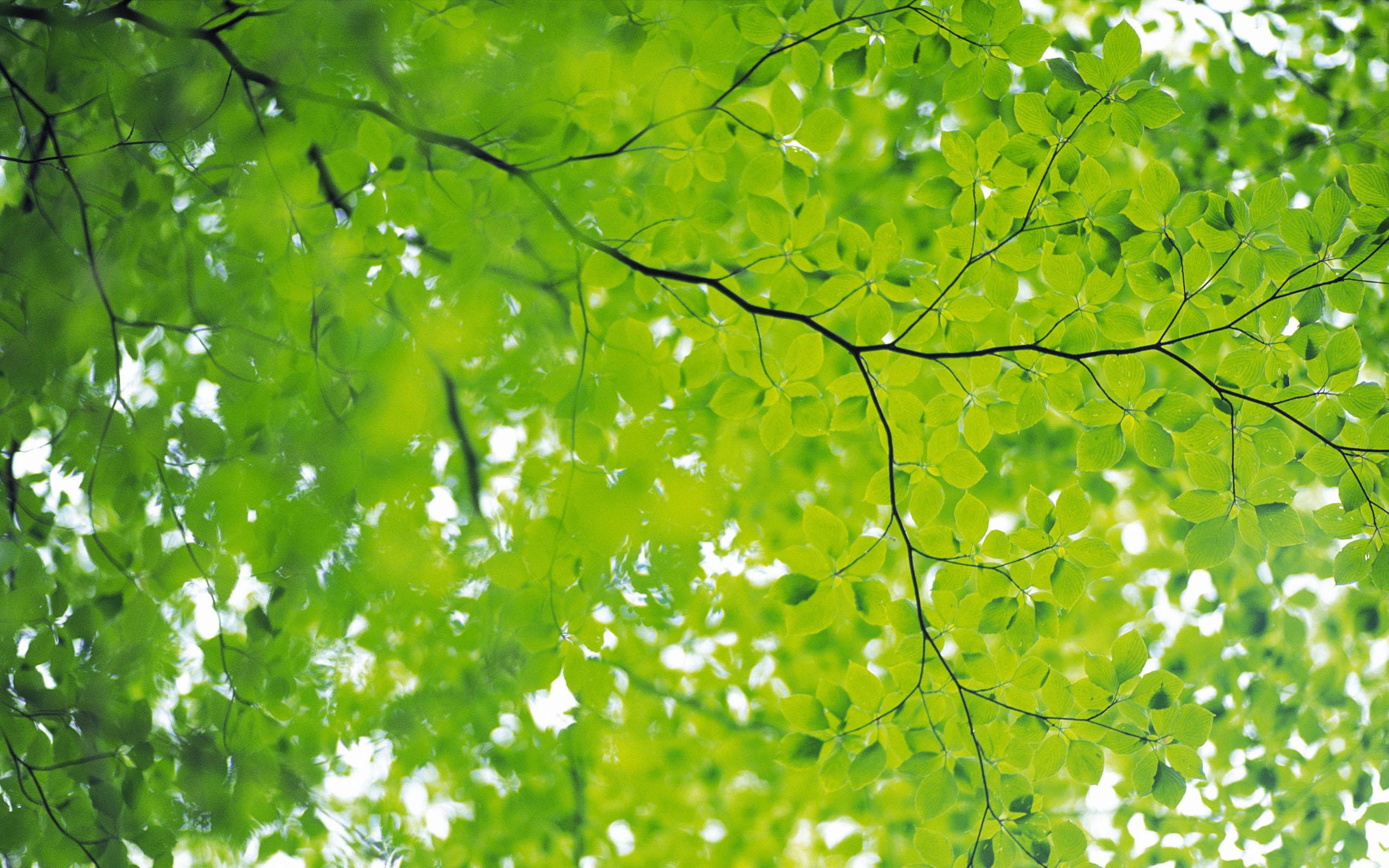 Daftar Wallpaper Hd Nature Green Download Kumpulan