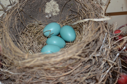 The robin eggs