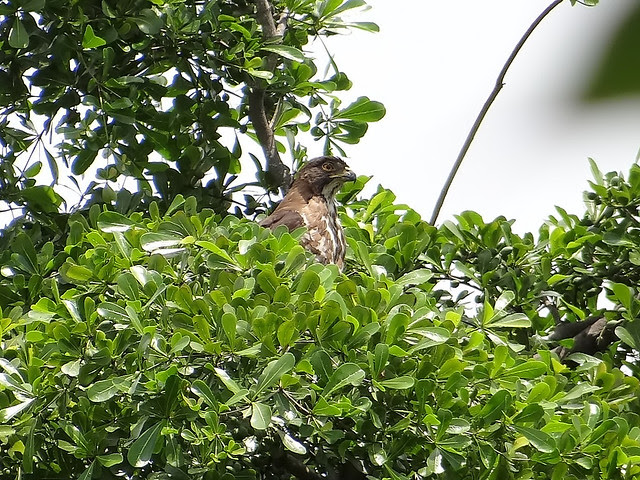 鳳頭蒼鷹/無限台南