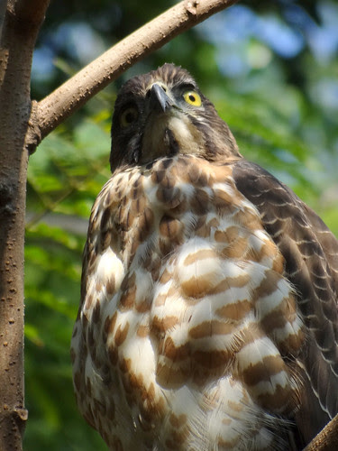 鳳頭蒼鷹/無限台南