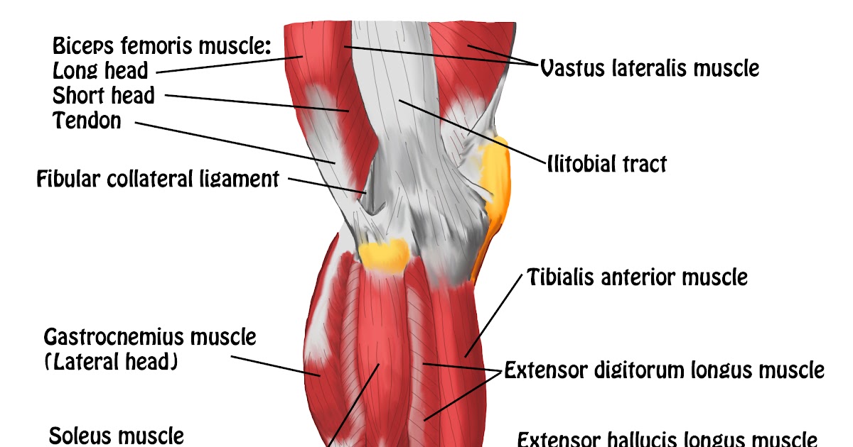 Deigram Of Outside Leg Muscles - Thigh-Muscles.jpg (1009×647) | Thigh