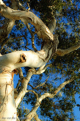 Soft Tree