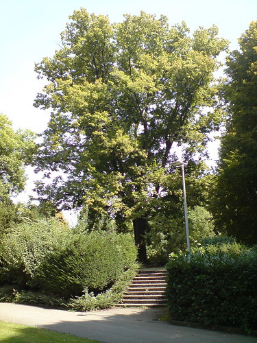 Lindenbaum auf dem Krautkuchen