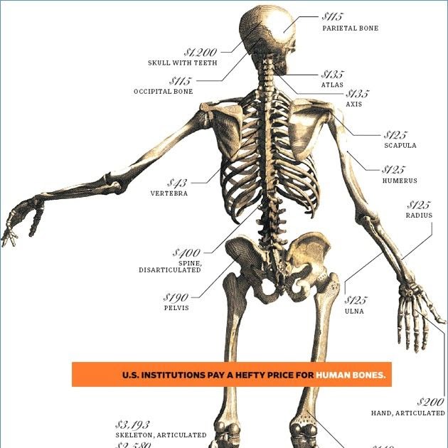Bone Anatomy Of Human Body : human-body-organs-1920 × 1269
