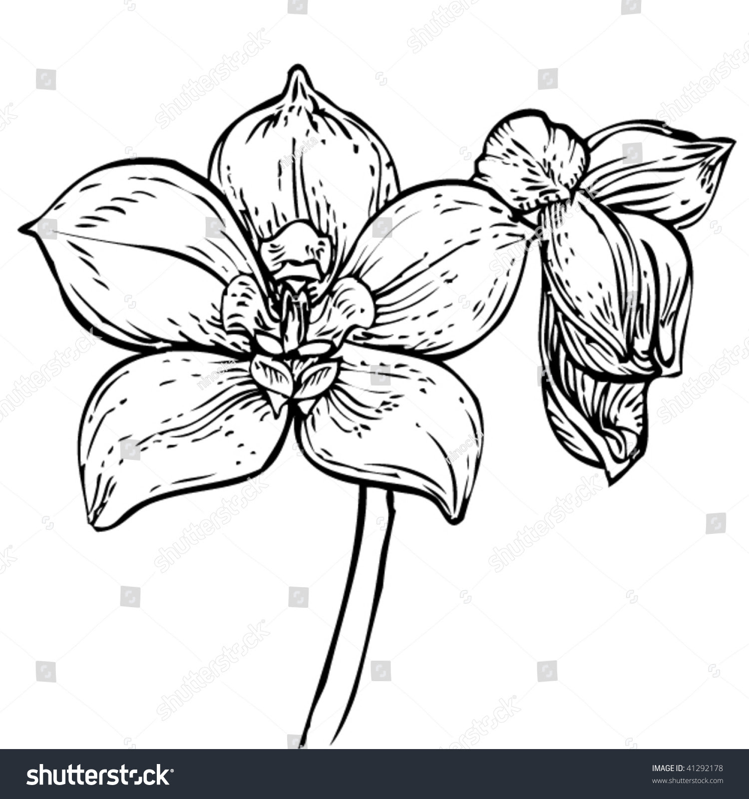 Орхидея одной линией