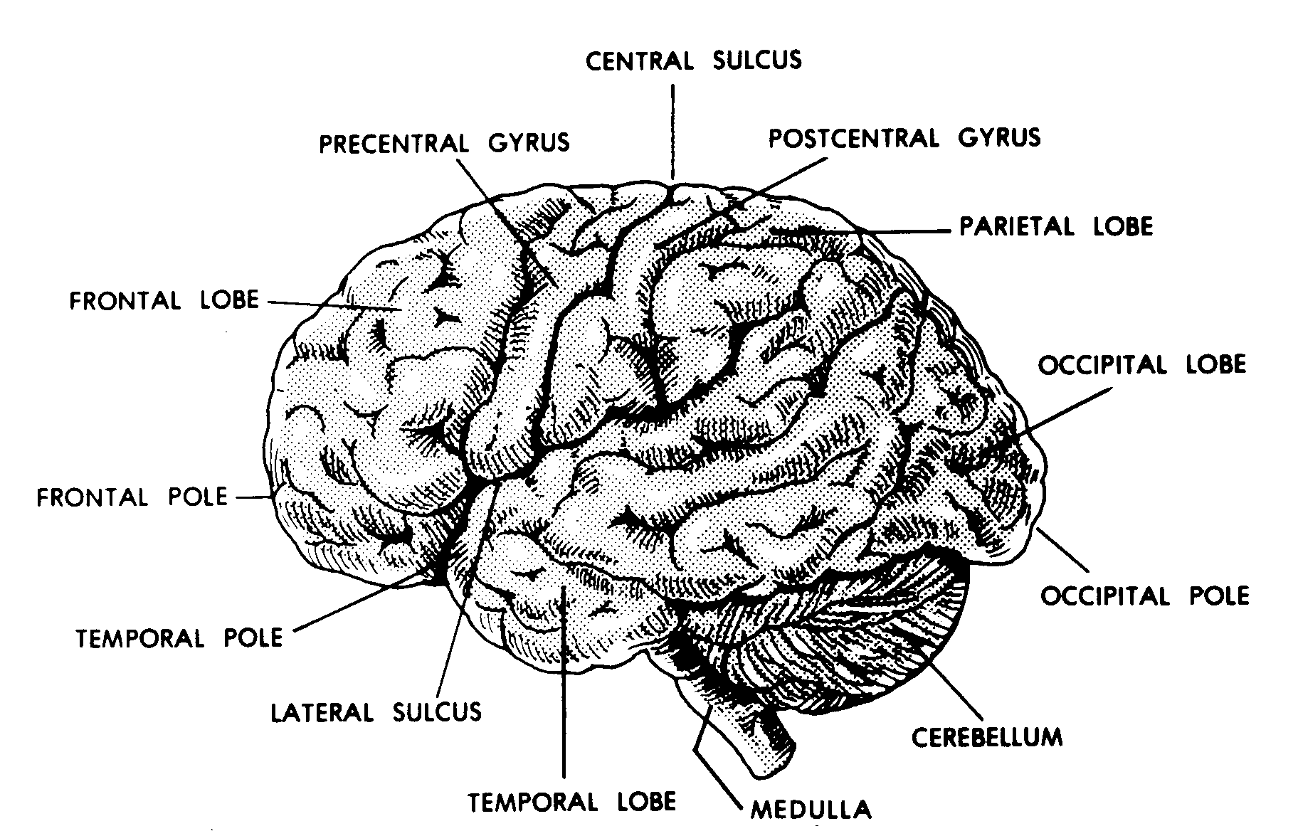 Match The Letters On The Diagram Of The Human Brain - Drivenhelios