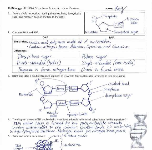 Dna Transcription And Translation Coloring Worksheet Answers - TRANSLTE
