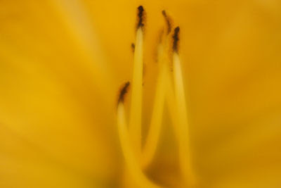 Stamens @ Hampton Court Flower Show