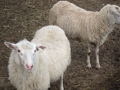 Sheep