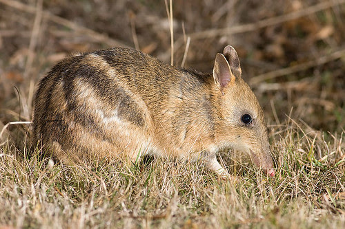 Eastern Barred Bandicoot (Perameles gunnii)