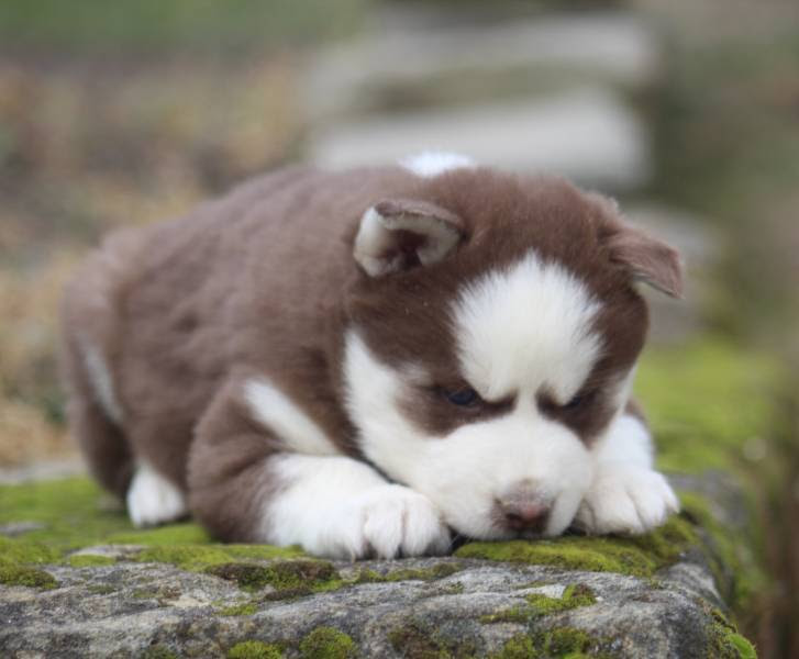 Funny Siberian Husky Puppies For Sale Near Me Cheap