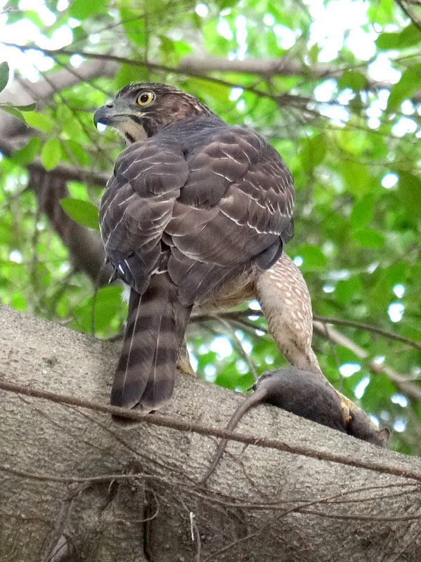 鳳頭蒼鷹/無限台南