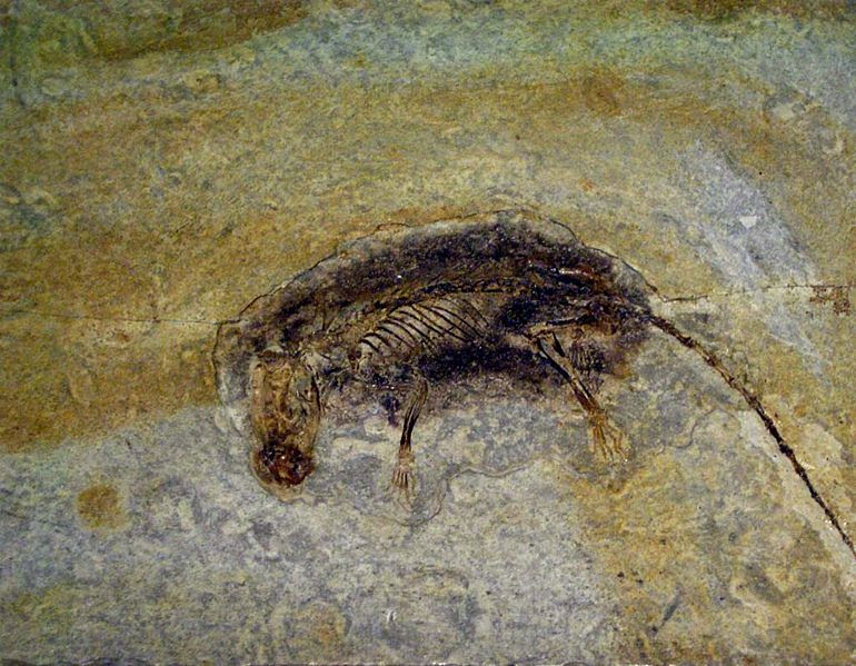 B.C: Eutherian Mammals Are Older Than Previously Thought