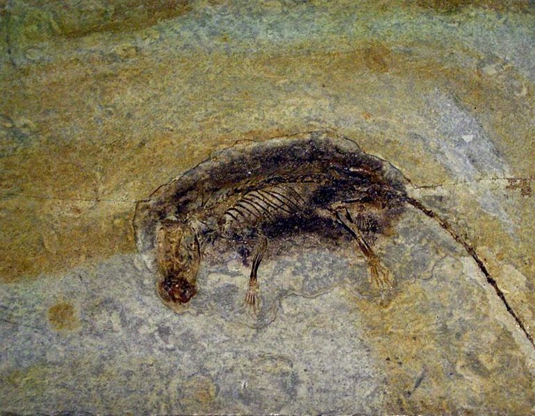 B.C: Eutherian Mammals Are Older Than Previously Thought