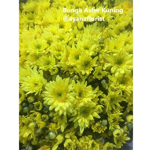 Download Gambar  Bunga  Aster  Kuning