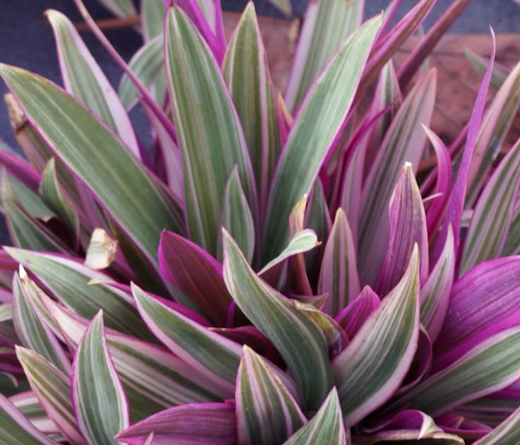 Florida Plants Full Sun Tolerant 22 Best Flowers for