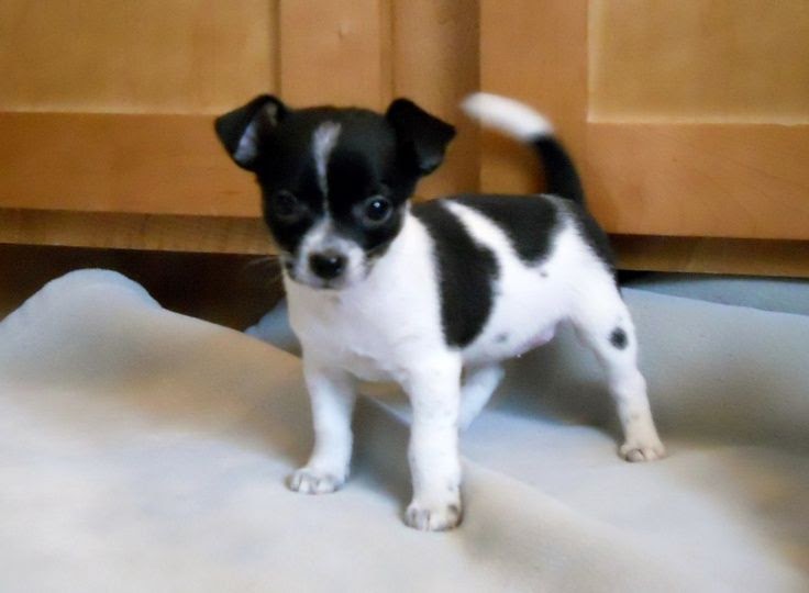 Apple Head Chihuahua Black And White - Pets Lovers
