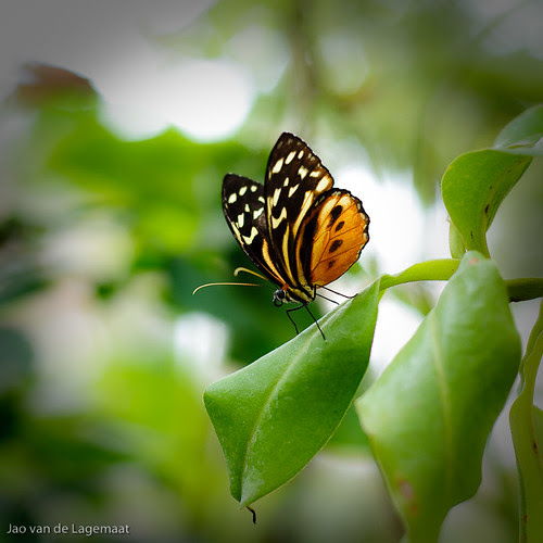 Leaf