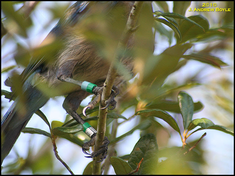 Florida Scrub Jay