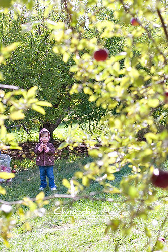 Macomb Township MI, Photographer