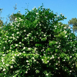 http://www.planfor.fr/Donnees_Site/Produit/HTML/images/philadelphus_virginal_planfor01.jpg