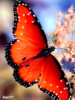Яркая разновецтная бабочка