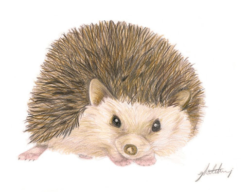 Mammals Drawing With Color - Pets Lovers
