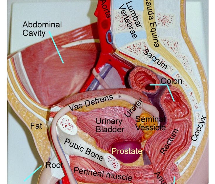 External Male Anatomy Labeled - Male Reproductive System Worksheet