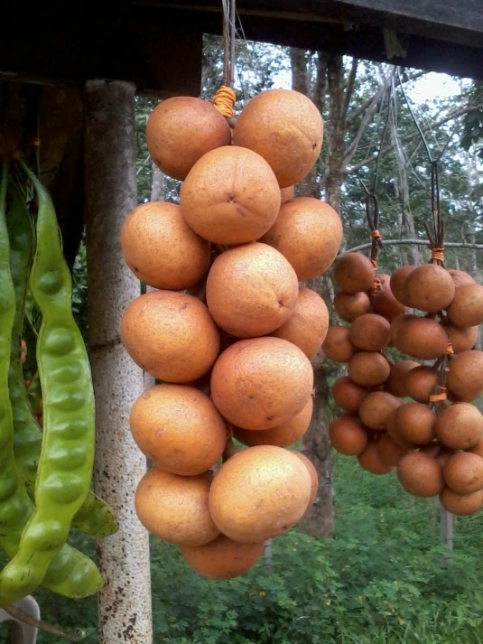 buah tampoi
