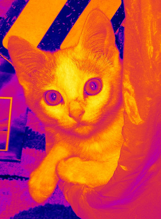 Prednisolon 5 Mg Katze Captions Hunter