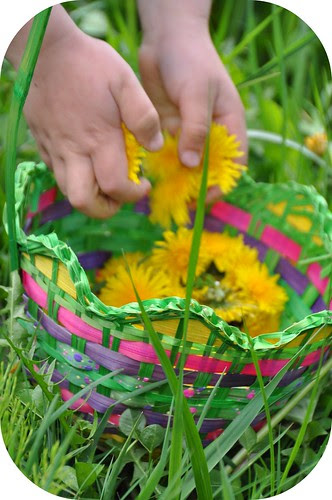 dandelion cookies