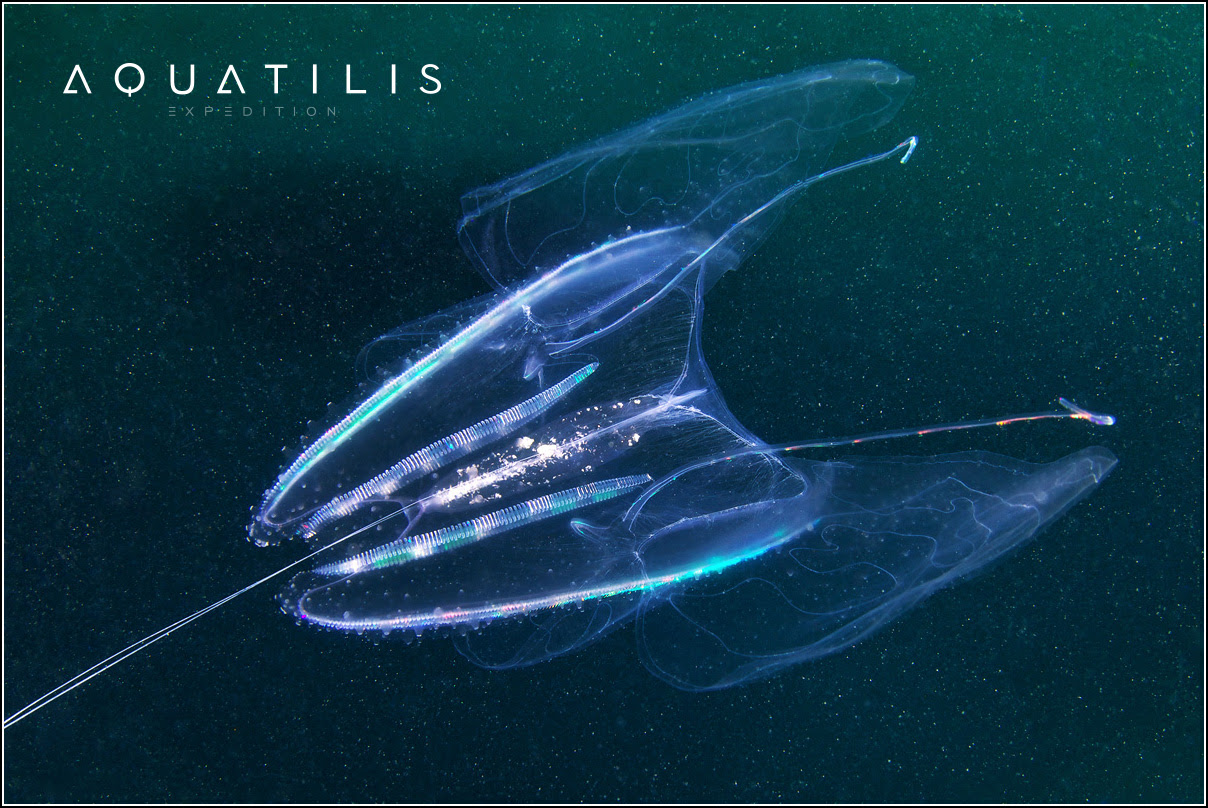 Aquatilis Expedition
