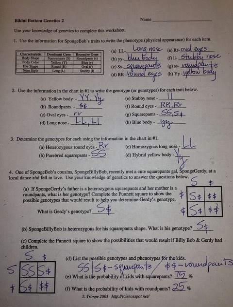 Spongebob Genetics Answer Key / Bikini Bottom Dihybrid ...