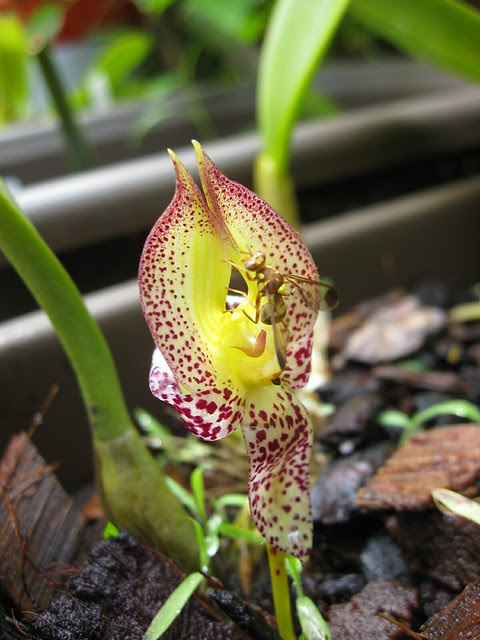 Bulbophyllum macranthum An Orchid Photo Blog