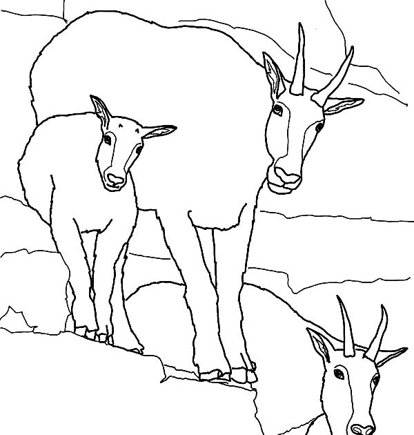 Deer Family Coloring Pages - Super Kins Author