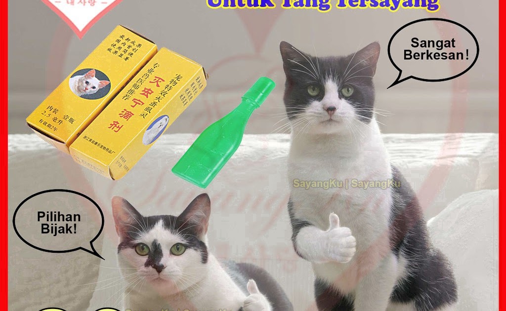 Ubat Kutu Kucing Flea Out Review  Sarumph