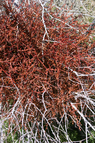 mistletoe