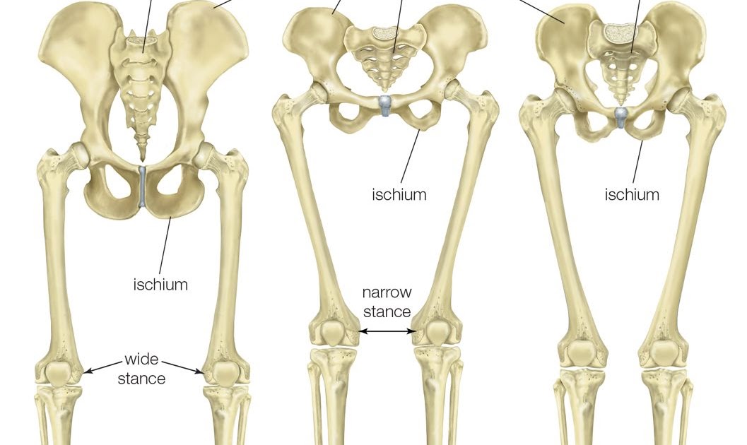Human Hip Bone Anatomy : 1 : Its comparative level with the opposite