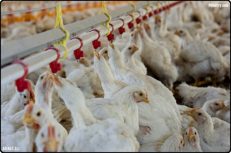 Como Hacer Bebederos De Agua Para Pollos Noticias de Pollo
