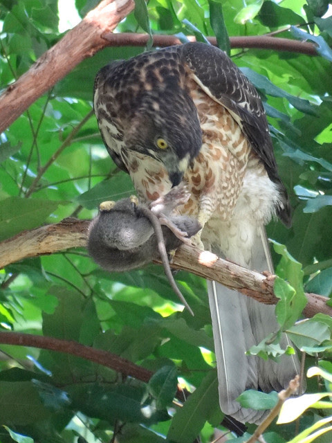 鳳頭蒼鷹/無限台南