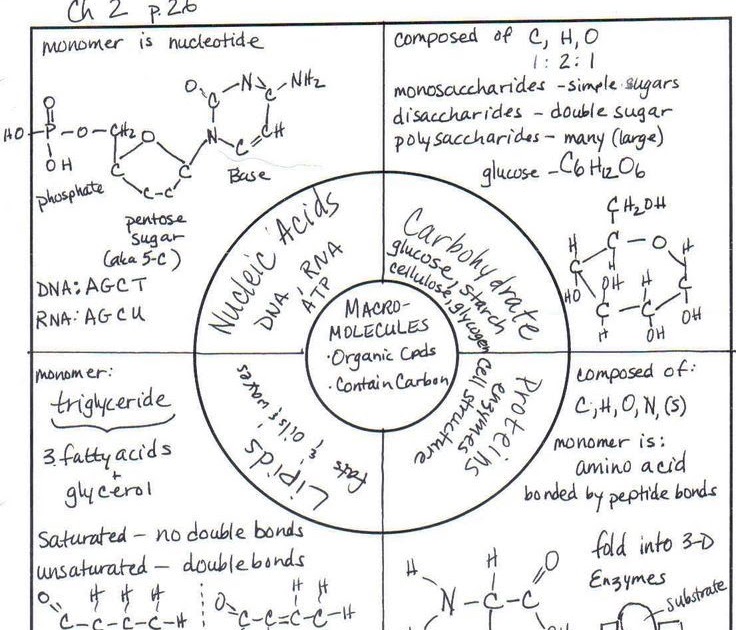 Macromolecules Review Worksheet For H Biology worksheet